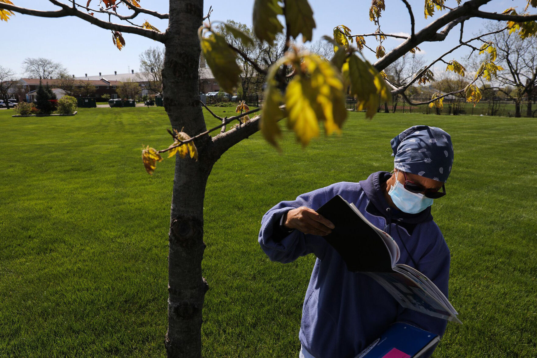 US-NEWS-ENV-CHICAGO-TREES-1-TB